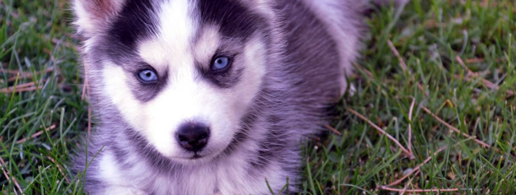 Temel yavru köpek bakım rehberiniz Temel yavru köpek bakım rehberiniz