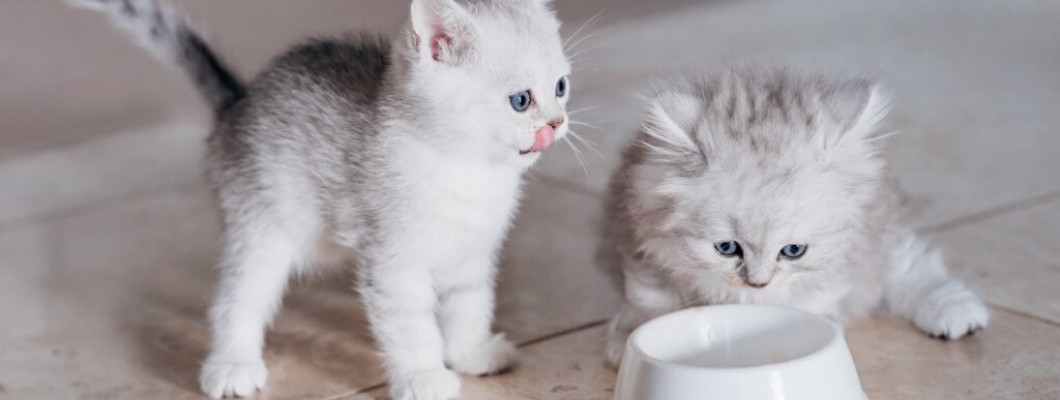 Temel yavru kedi bakım rehberiniz